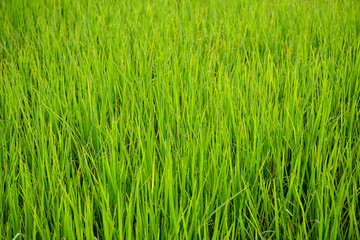 rice field