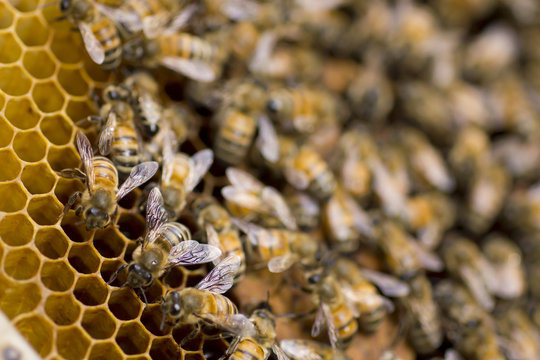 Stock Photo:.Close up of bees in a beehive on honeycomb