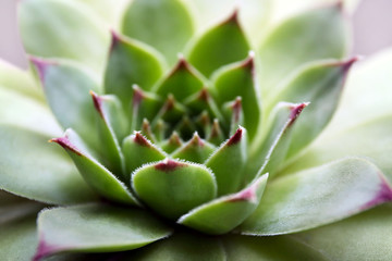 Beautiful succulent plant close up