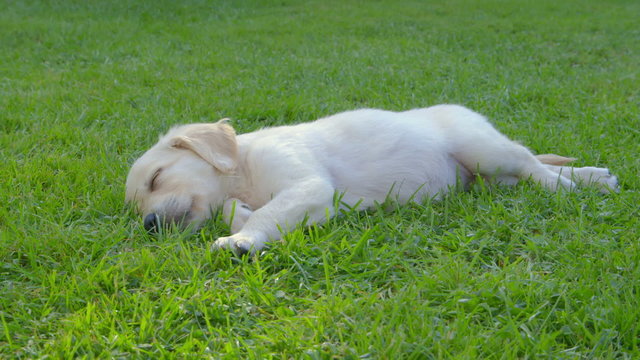 Cute Puppy Sleeping in the Garden - Sliding Camera