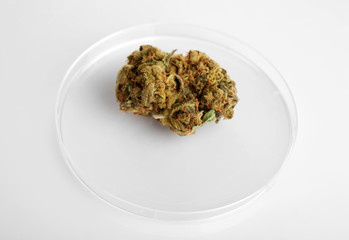 Dry medical cannabis isolated on white