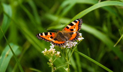 Red Admiral butterfly on grass