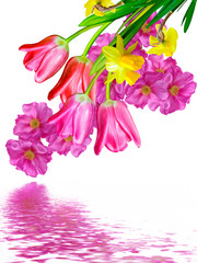 spring flowers on a white background