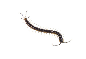 Centipede