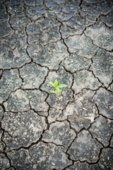  cracked clay ground