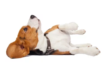 Tableaux ronds sur plexiglas Anti-reflet Chien beagle dog on white background