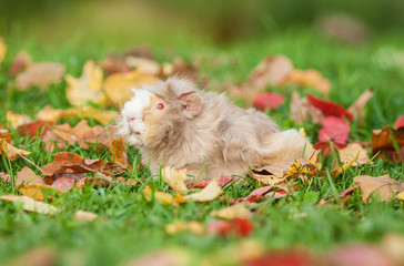 Beautiful guinea pig with red eyes walking outdoors in autumn