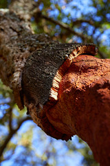Castellon alcornocal in Sierra Espadan cork trees