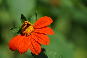 Orange Mexican Sunflower