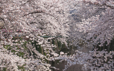 Beautiful sakura cherry blossom at Nakameguro Tokyo, Japan