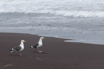 Fototapeta na wymiar Grey gull catching fish at Pacifi Ocean surf. Kamchatka.