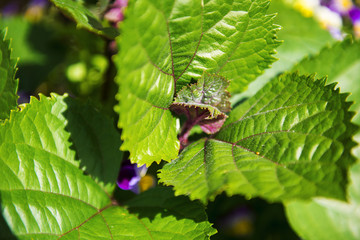 Flowers in the garden in the late afternoon