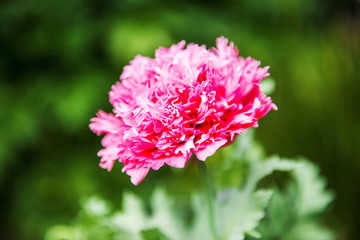 Flowers in the garden in the late afternoon