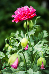 Flowers in the garden in the late afternoon