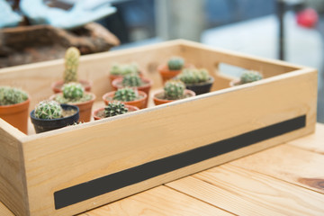 cactus in small flower pots