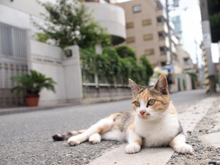 街角の猫