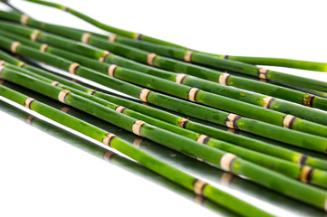 Thin bamboo grove