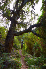 Castellon alcornocal in Sierra Espadan cork trees