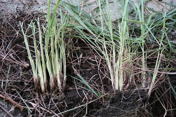 lemongrass
