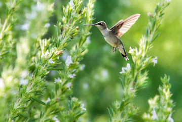 Hummingbird over summer background