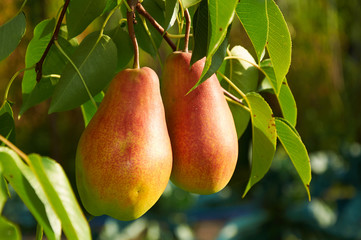 Two big ripe pear on the tree