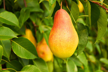 Big ripe pear on the tree