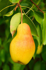Big ripe pear on the tree