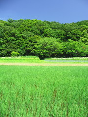 初夏の田んぼ風景