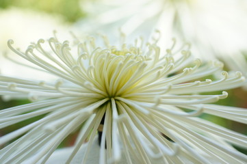糸菊