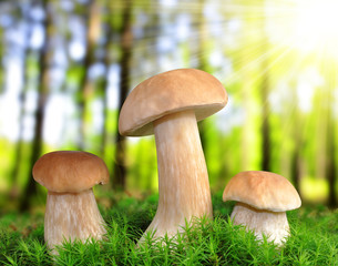 Edible mushroom ( Boletus edulis ) in forest