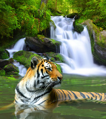 Obrazy na Szkle  Tygrys syberyjski w wodzie
