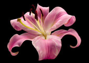 Pink lily flower on black