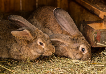 Rabbits