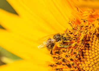 Bee on the yellow flower