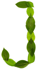 Alphabet from green leaves isolated on white background. Letter J
