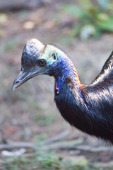 Young Cassowary