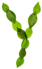 Alphabet from green leaves isolated on white background. Letter Y