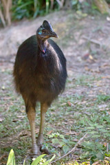 Southern Cassowary in forest
