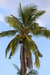 coco-palm tree against blue sky