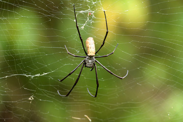 Nephila pilipes, big spider, Bali, Indonesia