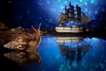 Фотография - сказка для детей. Улитка ахатина (Achatina fulica) провожает корабль. Синий цвет, яркое, необычное фото - obrazy, fototapety, plakaty