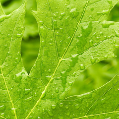Green leaf with drops of water