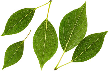 Green leaves in set