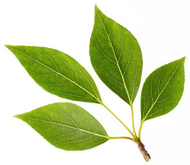 Naklejka premium Green leaves
