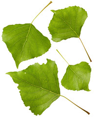 Poplar leaves