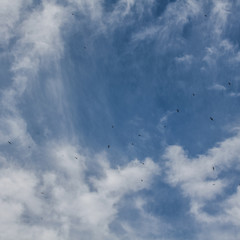 Swallows in the cloudy sky above the Sea of Azov