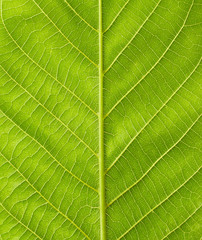 Texture of green leaf