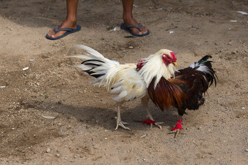 Roosters attacking each other at cockfight. Bali, Indonesia. Close up