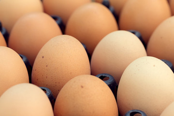 fresh organic eggs from chicken farm agriculture for sale