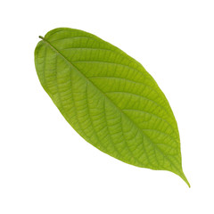 Obraz premium Green leaves